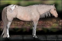 Horse Color:Bay Appaloosa Rabicano