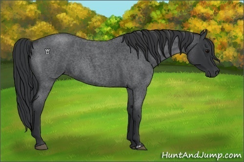 Horse Color:Blue Roan  and Blue Roan 