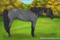Horse Color:Blue Roan  and Blue Roan 