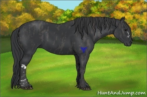 Horse Color:Black  Brindle