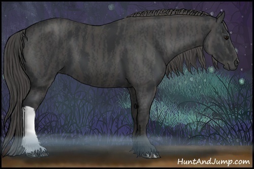 Horse Color:Black  Brindle