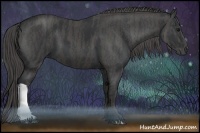 Horse Color:Black  Brindle