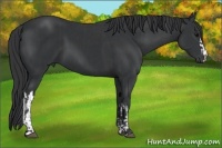 Horse Color:Black  and Black 