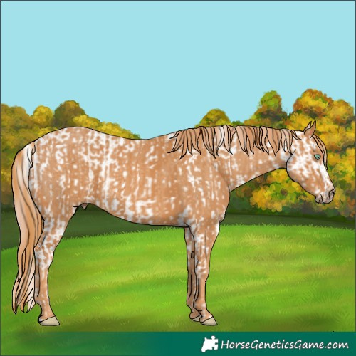 Horse Color:Sable Champagne Pearl Appaloosa  Brindle