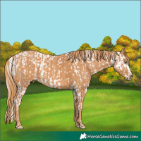 Horse Color:Sable Champagne Pearl Appaloosa  Brindle