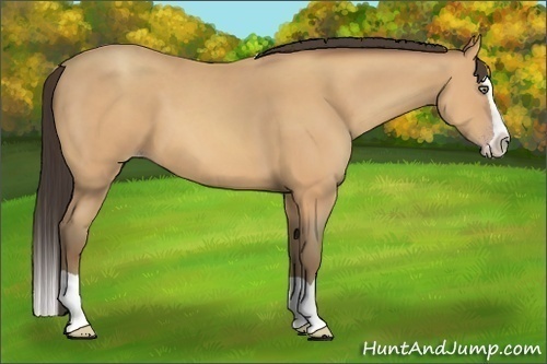 Horse Color:Amber Champagne Splash 