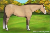 Horse Color:Amber Champagne Splash
