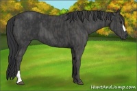 Horse Color:Black  Brindle