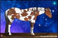 Horse Color:White Spotted Bay