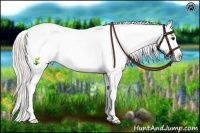 Horse Color:White Spotted Silver Black Appaloosa 