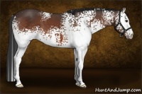 Horse Color:White Spotted Bay 