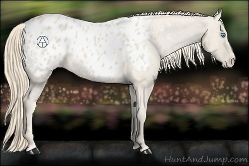 Horse Color:Smoky Creme Appaloosa 