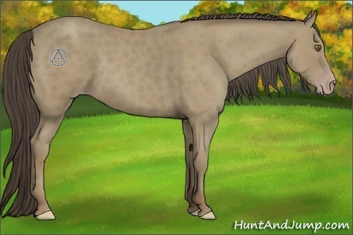 Horse Color:Classic Cream Champagne 