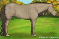 Horse Color:Classic Cream Champagne 