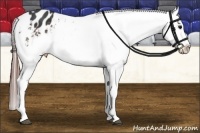 Horse Color:Brown Sabino Varnish 