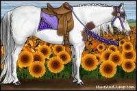 Horse Color:White Spotted Bay Splash Tobiano Frame