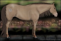 Horse Color:Classic Champagne Roan