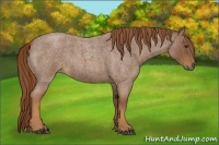Horse Color:Red Roan 