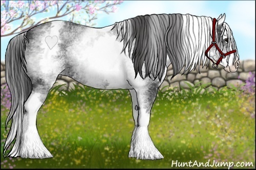 Horse Color:White Spotted Smoky Black Splash 