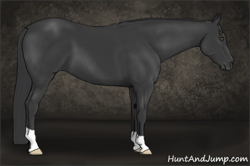 Horse Color:Black 