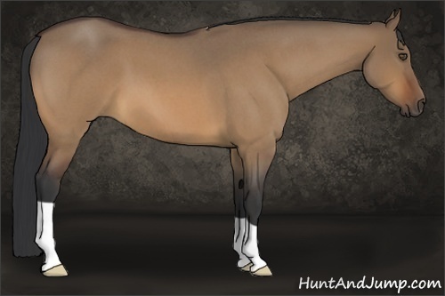 Horse Color:Bay Roan Dun 
