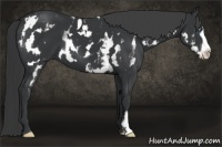 Horse Color:White Spotted Black Splash Frame
