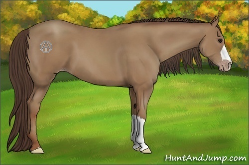 Horse Color:Classic Champagne