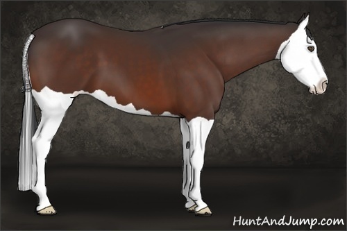 Horse Color:Bay Splash 