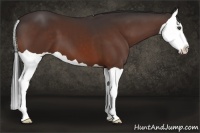 Horse Color:Bay Splash 