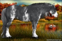 Horse Color:White Spotted Black