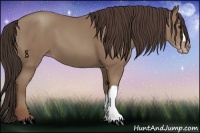 Horse Color:Classic Champagne 