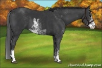 Horse Color:Black Sabino