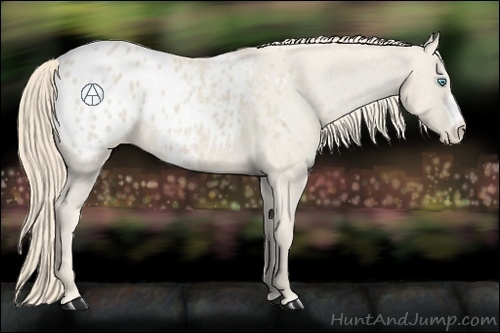Horse Color:Smoky Creme Appaloosa 
