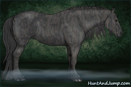 Horse Color:Black  Brindle