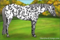 Horse Color:Blue Roan Appaloosa 