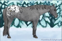 Horse Color:Black Appaloosa 