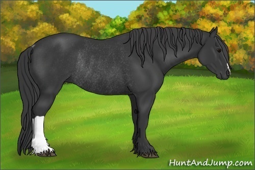 Horse Color:Black Rabicano 