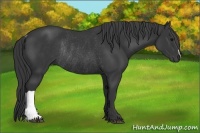 Horse Color:Black Rabicano 