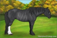 Horse Color:Black Rabicano 
