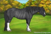 Horse Color:Black Rabicano