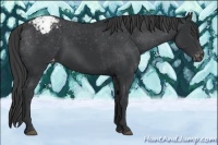 Horse Color:Black Appaloosa