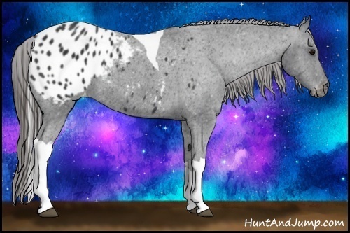 Horse Color:Black Tobiano Appaloosa 