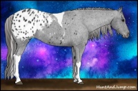 Horse Color:Black Tobiano Appaloosa