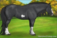 Horse Color:Blue Roan Splash Frame Rabicano