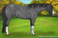 Horse Color:Blue Roan Splash Frame Rabicano