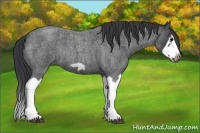 Horse Color:Blue Roan Splash Frame Rabicano