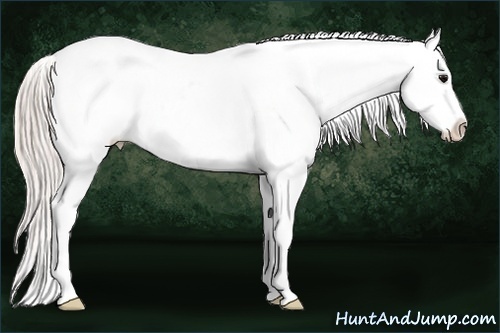 Horse Color:Silver Grullo Ice Roan Splash Frame Appaloosa Rabicano 