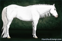 Horse Color:Silver Grullo Ice Roan Splash Frame Appaloosa Rabicano