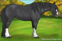 Horse Color:Blue Roan Splash Frame Rabicano