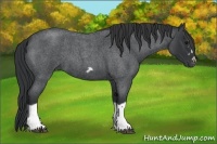 Horse Color:Blue Roan Splash Frame Rabicano